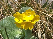 14 Miriade di fiori